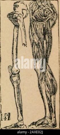 Quart-Lexikon, ein Buch für Jedermann . ci6eS, burd&fd)einenbe8 ©Las.. 343 SBcfIcr—belegen ^= 344 == 5Öclegung—Belgien B -öciiltjcU (3?ciubrcd), S^eiinueU, 5?eiinüurj,Symphytum ovic.)/ iöljvcublütige; iljer ^U. Kärnten. 9(ud) Xartheeum ossi-fragnin (.Ocibci^ia-:-), iilienblütige, auf 2orf=iioorcn, fif^rt Den yiamen ^. ^ein^eim, O im eijafe, 1069 (fiu. E. ^etn^olj, i- Louicera. QScininfd)icucii,2tiicfebet alten aiüftungenjumSc^utj für Cher= u. Unterjd)cntel. 58cinf(^toars(ßnocf)enfol)Ie),!d)iöar5cTO aIerjfärbe, bef. Aus uevfo()ltem Glfenbetn gemonen. «cintourj, f. a?cml)ei(. [.Oua- Banque D'Images