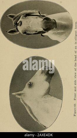 Études en élevage de chevaux; un traité illustré sur la science et la pratique de l'élevage de chevaux . ouvert ou débouchant toute porte peut être ouvert par un homme, sans l'aide d'une clé. En fait tout son travail, était le v^ork d'une force intelligente; à bien des égards posséder l'intelligence de l'ordinaryman. L'os frontal de ce cheval s'étendait de deux et sept-quatre pouces vers l'avant à l'œil, et le détance du centre d'un oeil au centre de l'autre, était de onze pouces. Je n'ai jamais pu tofind une autre tête du cheval, montrant une telle immensebrain cavité. Ce cheval était Banque D'Images