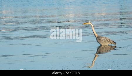 pêche aux oiseaux de heron sur la mer avec la lumière du soleil ardea cinerea Banque D'Images