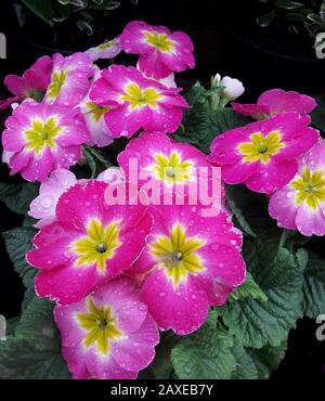 Pink Primroses , Droitwich Spa, Angleterre, Royaume-Uni, 11/02/2020, Primroses, Usine De Printemps, Primula Vulgaris. Primula vulgaris, la primrose commune Banque D'Images