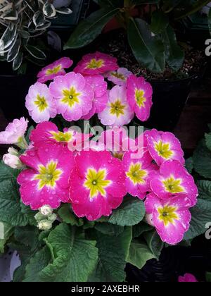 Pink Primroses , Droitwich Spa, Angleterre, Royaume-Uni, 11/02/2020, Primroses, Usine De Printemps, Primula Vulgaris. Primula vulgaris, la primrose commune Banque D'Images