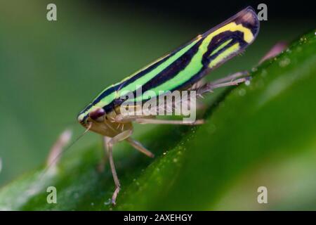 Cicadelle colorée à rayures vertes et noires dans un jardin tropical, l'insecte d'Hemiptera Banque D'Images