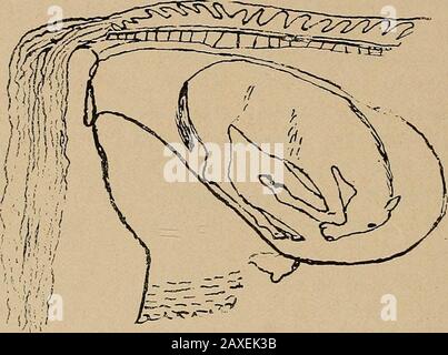 Études sur la reproduction des chevaux; un traité illustré sur la science et la pratique de la reproduction des chevaux. Ersdevrait être mené pendant une période de vingt ans, voire plus. Les théories peuvent être tout à fait justes à leur place, mais tout fait connu montre de manière concluante que le maïs istant débilitant et dégénérant au cheval. La thétemperature des mares nourris au maïs, est en moyenne plus élevée dans le cas de ceux nourris à l'avoine ou à d'autres céréales. Comme le tocorn étant un facteur de dégénérescence, j'ai fait des observations maniyextenses. Dans le cas de deux lots de marésie de la même reproduction et de la même qualité, l'une a nourri la cornone et l'autre avoine ou Banque D'Images