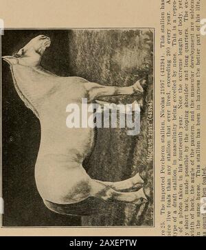 Études sur l'élevage de chevaux; un traité illustré sur la science et la pratique de l'élevage de chevaux . ortback dans les chevaux corsés longs est rendu possible par l'épaule de slap-ing et les longs trimestres. Cette conformationnous donne le cheval avec la foulée longue et facile. Un tel astallion décrit en bon état de reproduction comme toflesh nous donnera un poids de mieux que n tonne. Thisfabrique un bon dessinateur. Si bon en fait, qu'il est takesbeaucoup de temps pour trouver un, et un tel, si bon dans les voies, vaut tout ce qu'il vous coûtera jamais. Un tel stal-lion, si un producteur, fera l'argent de son propriétaire dans n'importe quel partie de la Banque D'Images