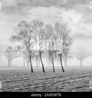 Paysage agricole Misty avec de beaux arbres en forme dans un champ gelé, Ravels, Flandre, Belgique. Banque D'Images