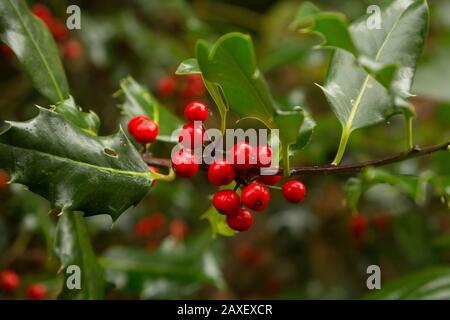 Des baies de houx rouge brillant et attrayante et des feuilles de vert piquant poussent sur le bord de la forêt à l'automne à Littleworth Common, Esher, Surrey Banque D'Images