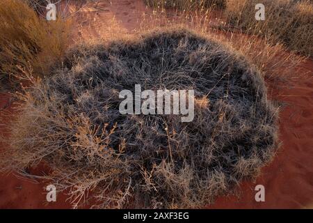 Triodia spinifex regardant très sec et spiky, à Yulara, la région aride du désert du « Centre rouge » du territoire du Nord Banque D'Images