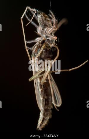 Araignée sautant mangeant un moustique, macro détaillée des salticidae avec des proies plus grandes que l'araignée elle-même Banque D'Images