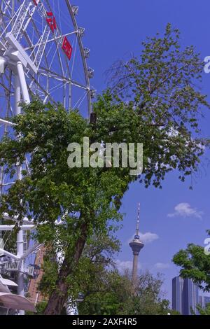 Prise de vue verticale d'un grand carrousel blanc à côté d'un arbre Banque D'Images