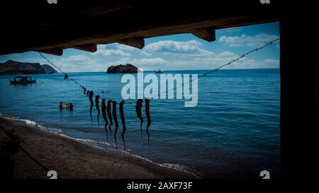 Pieuvre jambes accrochées à la plage à Eressos, Lesvos, Grèce Banque D'Images