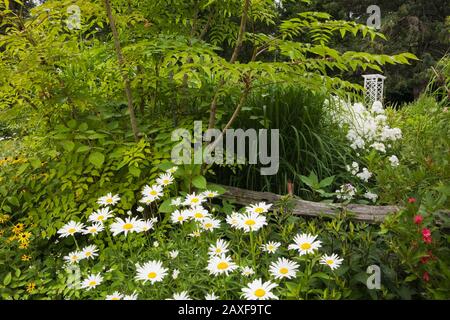 Leucanthemum vulgare blanc - fleurs de Daisy oeil-d'Ox, Miscanthus - plantes d'herbe ornementale et Phlox à côté de la clôture rustique en bois dans le jardin d'arrière-cour Banque D'Images