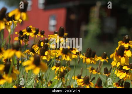 Gros plan sur les fleurs de Susan aux yeux noirs en fleur Banque D'Images