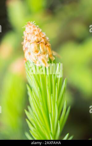 Gros plan d'un jeune cône mâle sur un pin arbre sur fond vert flou Banque D'Images