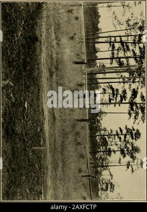 Le pin à feuilles longues dans la forêt vierge ; une étude silvicale . 59. 6 i Feux 63 l'herbe haute de l'autre côté de la route s'est échappée. Fig. 15 montre la racine de surface longue d'un pin, qui a été brûlé à plusieurs reprises. Le feu a juste dépassé cet endroit, comme le voient les aiguilles croustillantes et charrées au premier plan. Dans la zone noire à gauche, où la racine entre dans le sol, elle a de nouveau pris feu dans le barkand sap inflammable, comme l'indique la fumée qui monte du thatpoint. Fig. 16 montre un feu mangeant dans la base d'un pin à grande longueur. C'est le début d'un travail plus meurtrir dans le futur Banque D'Images