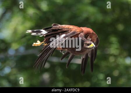 Harris Hawk en vol Banque D'Images