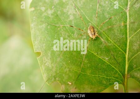 Gros plan d'un arachnide brun avec de longues jambes une feuille Banque D'Images