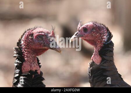 Deux poules sauvages de turquie Banque D'Images