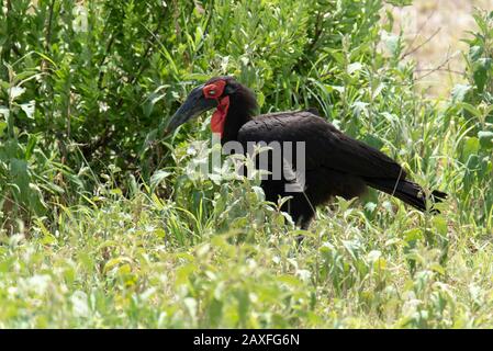 Charme du sud. Dans les prairies du parc national de Tarangire, Tanzanie, Afrique Banque D'Images