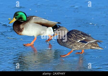 Canards colverts au lac Banque D'Images