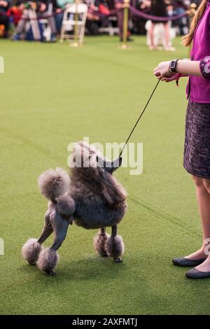 New York City, États-Unis - 9 février 2020: Poodle avec un gestionnaire en anneau pendant la présentation de chien, 144ème Westminster Kennel club Dog Show, Pier 94, New York City Banque D'Images