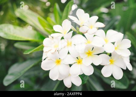 Fleurs de frangipanier bush sur un arbre Banque D'Images