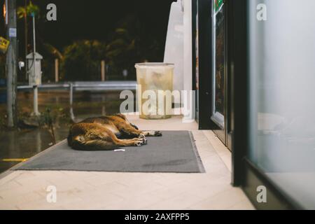 Sommeil de chien porte avant de convenience store Banque D'Images