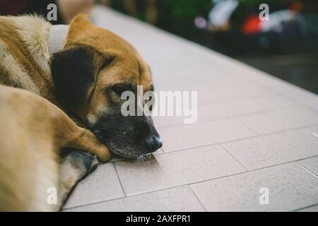 Chien dormir la nuit street Banque D'Images