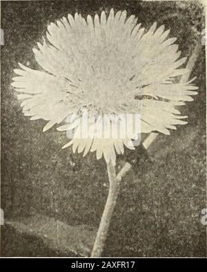 Livre de jardin de Dreer : soixante-quatorzième édition annuelle 1912 . Banque D'Images