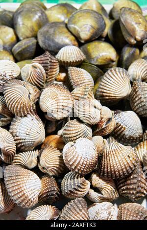 Un tas de coquillages texturés de couleur brune et verte, isolés du fond, photographiés dans un marché public à Iloilo, Philippines, Asie Banque D'Images