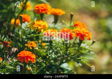 Belles fleurs orange marigold sous les rayons du printemps dim Banque D'Images