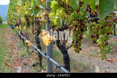 Gros plan des petits pains de Raisins Syrah Mûrissement en milieu d'été, Marlborough Vineyard, Nouvelle-Zélande. Banque D'Images