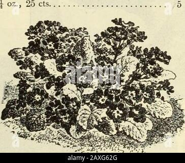 Livre de jardin de Dreer : soixante-quatorzième édition annuelle 1912 . , et gagner en popularityas il devient mieux connu. Il forme des buissons denses, de 3 à 4 pieds de haut, barbeinglibrement pendant les mois d'été pics de fleurs tubulaires roses délicates notoirement une gigantesque bruyère. 10 S652 —• Alba. Blanc pur, et un joli compagnon de la variété rose 10 FlrATYCODON (chinois BEU Hower . Une des meilleures vivaces rustiques, produisant des fleurs très showy pendant le sain. Ils forment de grandes touffes, et sont excellents pour planter dans des porte-outils permanents ou parmi des shrubbéry; facilement élevés à partir de graines, qui commence bloomi Banque D'Images