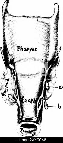 Un manuel d'anatomie . idney. Eachorgan pèse environ 6 à 7 grammes et des méas-ures de 5 cm de hauteur, de 3,75 cm de largeur et d'environ yi à yi (6 à 12 mm) d'épaisseur. L'surrénal droit est triangulaire dans le contour et sa base restsuon l'extrémité supérieure du rein droit. Sur la surface de la région du Sventral est vu un sillon, le hile, auquel émerge la veine surrénale. L'surrénalien gauche est semi-lunaire et sa base repose sur la partie supérieure de la bordure médiale et une partie des extremmitysupérieurs du rein. Sur sa surface ventrale est vu le hile. Les surrénales sont Banque D'Images