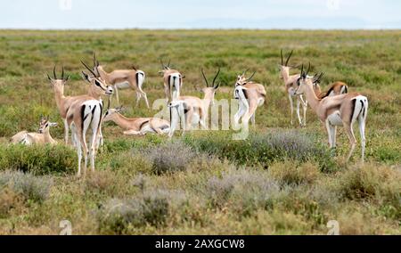 Troupeau de gazelle de Thomson reposant sur la savane africaine Banque D'Images