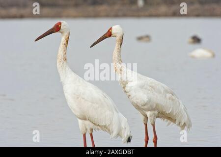 Paire de grues de Sibérie (Leucogeranus leucogeranus) à Wuxing Farm, Nanchang dans le bassin du lac de Poyang, dans le centre-est de la Chine Banque D'Images