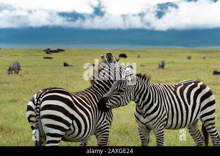 Zèbre sur les plaines du cratère de Ngorongoro Banque D'Images