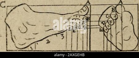 l'excellence du stylo et du crayon, qui illustrent les utilisations d'eux dans les arts les plus exquis et les plus mystérieux du dessin, de l'gravure, de la gravure, de la gravure, de la peinture à oyl, du lavage des cartes et des images : aussi la façon de nettoyer toute peinture ancienne, et de préserver les couleurs : recueilli des écrits des maîtres les plus ablestes à la fois antient et moderne .. . i - t . JL l-ri J, Stylo à cravate et crayon en L 53 pièces. 33 Banque D'Images