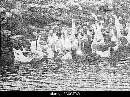 Hygiène et assainissement de la culture de la volaille . et œufs. Les jeunes peuvent être hachés avec des poules, l'incubateur althoughan doit être prefei-rouge où de grands nombres sont élevés.les oeufs de Canards nécessitent l'humidité uuuuuuuujre que les oeufs de poules. Itne paye pas pour mettre des oeufs sous une l. de canard) ecause, avec la propriété, elle continuera à pondre beaucoup plus d'oeufs que si allowedt(j hachures et arrière Aourig. Les canards éclos de l'incubateur nécessitent un aliroodcr. ANV bon l)rooder pour poussins fonctionnera bien avec LES RATIONS ET LES MÉTHODES D'ALIMENTATION 343 canards, bien qu'ils exigent le nettoyage de l'assouplissant qu'ils dowith les poussins. C'est une idée erronée que les canards req Banque D'Images