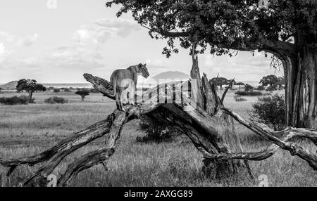 Jeune Lionne patrain sur la Savanna. Dans Le Parc National De Tarangire, En Afrique. Banque D'Images