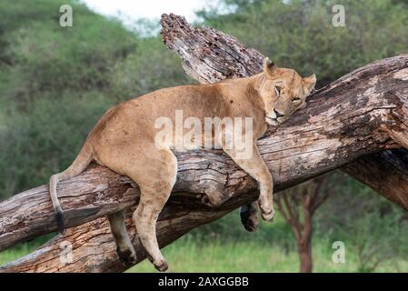 Jeune Lionne prend un peu de temps pour se reposer sur une branche d'arbre mort. Banque D'Images