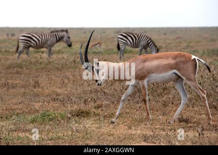 Gazelle antilope de Grant partageant la savane avec un troupeau zébré. Banque D'Images