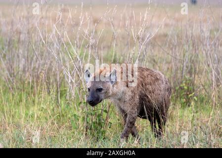 Hyena sur le Serengeti savane Banque D'Images