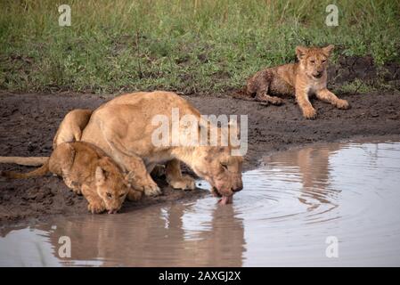 Deux oursons de lion avec Lioness reposant sur la banque d'eau. Banque D'Images