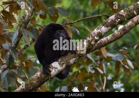 Un singe de Howler mécontent dans la forêt tropicale du Costa Rica Banque D'Images
