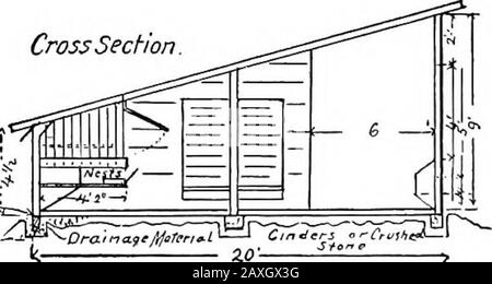 Hygiène et assainissement de la culture de la volaille . Coupe Transversale. KoLloh Coed &gt;V ; .^JIU,   : VI ew avant. 1 } Chicht ,^.m ? -» 1 O00rii;W/ntiW 1 A •*c J • Fig. 68.—Photographie d'un imprimé bleu de l'exposition de Caroline du Nord. Station.Il s'agit d'une maison système à deux unités, chaque unité accueillant.Loo oiseaux. 12 178 VOLAILLES les bâtiments de la CULTUEE peuvent être propres. Toutes les installations, les panneaux de chute, les roostes, les nids et autres équipements doivent être faits soyants mobiles qu'ils peuvent être extraits et soigneusement nettoyés et disin-fected et rendus libres de vermin. La figure 68 est un plan pour une maison de système à deux unités. Une maison similaire était Banque D'Images