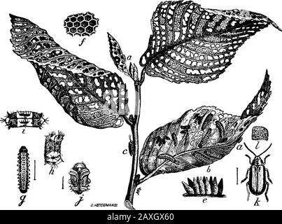 Comment rendre la maison et la ville belle, préparé pour aider ceux qui souhaitent faire des maisons attrayantes et de belles villes . l les maladies des plantes sont tuées par le mélange Bordeauxmélange. Les plantes susceptibles d'être attaquées devraient être tentagecomme mesure préventive. Cela tue les germes qui fallon la feuille et empêche le démarrage de la maladie.Sunshine est le meilleur de tous les germicides. INSECTES NUISIBLES.Il y a tellement de types d'insectes que les descriptions d'eux rempliraient un grand livre. Les insectes suceurs sont ceux qui ont des parties de bouche comme le moustique. Le beakpierces la peau de la feuille ou des brindilles tendre et suce Banque D'Images