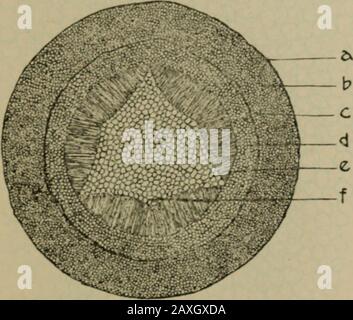 Journal américain de pharmacie . Fig. 2. Section transversale de la racine, diamètres de lo maiaés ; a, cortex ; b,cylindre central. ^^S- 3 coupe transversale a du rhizome, diamètres de lo grossie; a, couche extérieure d'écorce; b, couche moyenne d'écorce; c, cercle interrompu de sclérenchymafibres; d, couche intérieure d'écorce; e, bois; /, pith. Banque D'Images