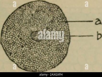 Journal américain de pharmacie . Fig. /. Rhizome aud racines de Veronica virginica, L., taille naturelle.La plante est une herbacée vivace, ayant une simple, erectstem, de 2 à 6 pieds de haut, portant des feuilles dans les worls, et termin-até par un long pic paniqué de fleurs blanchâtres. Fig. 2. Section transversale de la racine, diamètres de lo maiaés ; a, cortex ; b,cylindre central. Banque D'Images