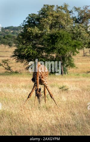 Giraffe essayant si difficile d'atteindre l'herbe. Banque D'Images