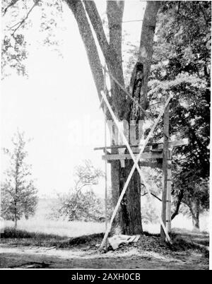 Comment rendre la maison et la ville belle, préparé pour aider ceux qui souhaitent faire des maisons attrayantes et de belles villes . Élagage de Maturative. Le meilleur moment pour élaguer est directement après la floraison ou vers la fin de la période dormante, mars en Nouvelle-Angleterre; Janu-ary et février, sud; sont de bons mois. Il est betternot d'avoir de grandes surfaces coupées exposées au séchage des vents d'hiver. Ils doivent être peints ou recouverts de greffpigwax. Le pire moment pour se élaguer est quand les blessures se mordient au printemps ou à l'automne. Les arbustes à floraison précoce mouldbe ont été élagués après la floraison. Les branches TREESDead ou mourantes doivent être retirées Banque D'Images